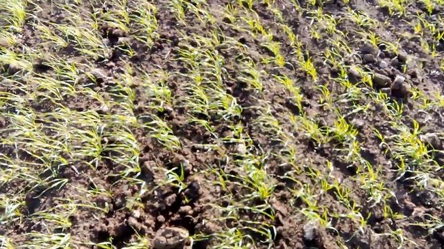 Агрофак 100 оз пшеница смотреть онлайн