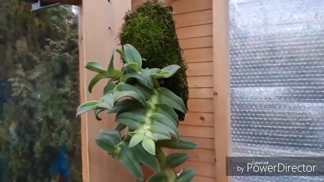 ОРХИДЕИ и ЛЕСНОЙ МОХ смотреть онлайн