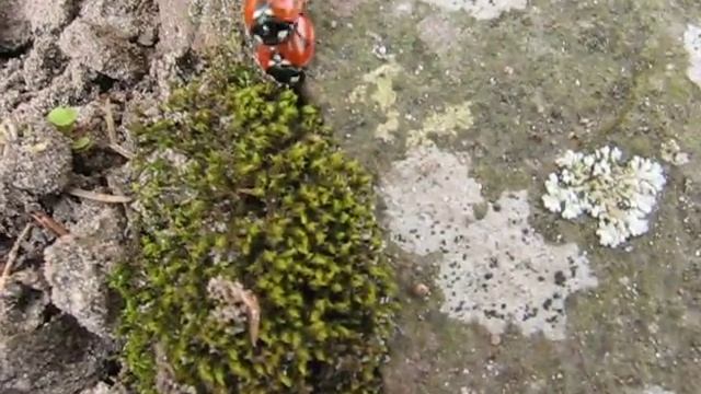 7-spotted Lady Beetles (Coccinella Septempunctata) (in Copula)