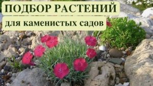 РАСТЕНИЯ ДЛЯ РОКАРИЯ И АЛЬПИНАРИЯ. Подбор растений. ЧАСТЬ 1. Дачный креатив.