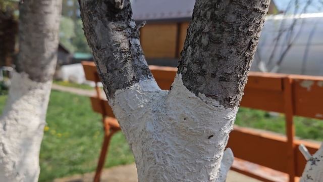 краска для деревьев очень полезная от насекомых и солнца. защита коры деревьев смотреть онлайн