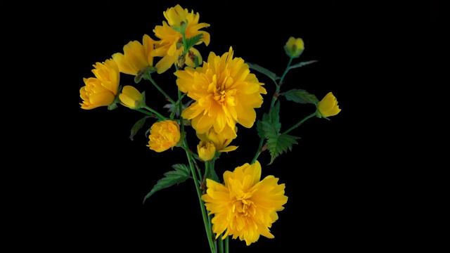 YELLOW BUSH FLOWER 2 смотреть онлайн