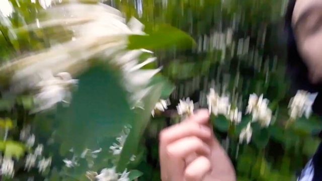 Saskatoon Berries (Amelanchier alnifolia) смотреть онлайн