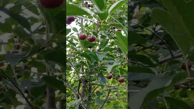 Дюк Игрицкая.