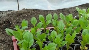 Что нужно сделать после появления всходов Астры, чтобы рассада хорошо укоренилась и росла