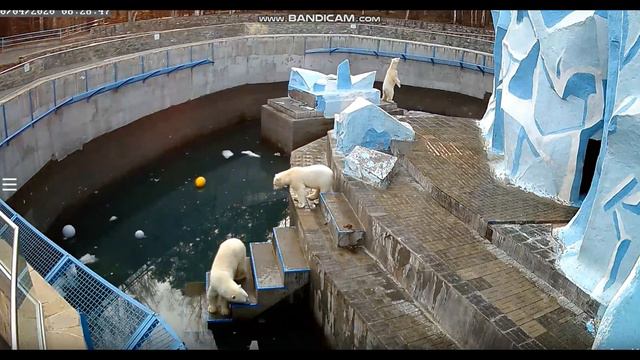 Медвежата не дают Герде попить воды 20.04.2020 смотреть онлайн