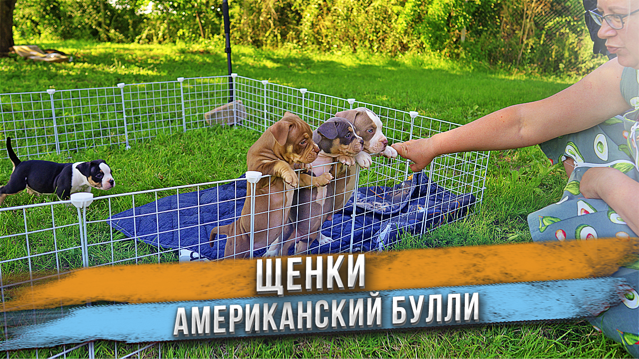 Собака ушла на пенсию родив напоследок своих лучших щенков! смотреть онлайн