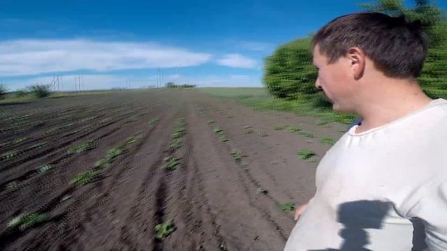 Прополка Гарбузів. Що пішло не так? смотреть онлайн