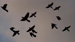 Фарида Кудашева