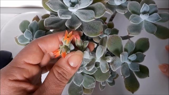 Echeveria pulvinata frosty florida! смотреть онлайн