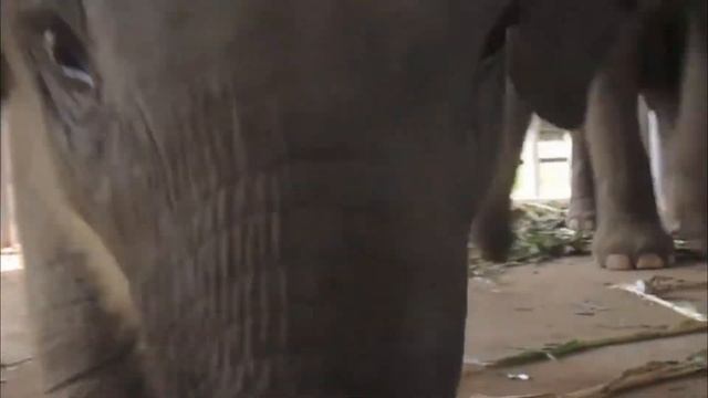 Хобот слона смотреть онлайн