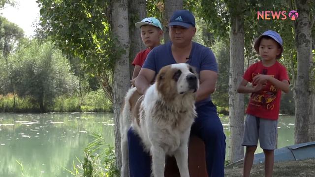 Авасбек Молдалиев и его питомцы смотреть онлайн