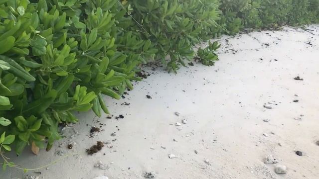 Ищем крабов на Сейшелах, крабы Сейшельских островов смотреть онлайн