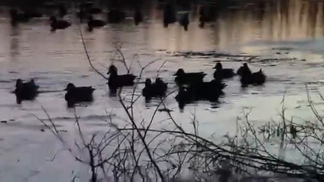 Чирки - клоктунки. Якутия смотреть онлайн