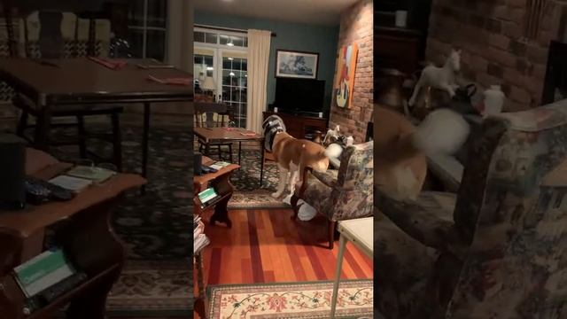 St. Bernard Puppy Over The Doctor's Orders || ViralHog смотреть онлайн