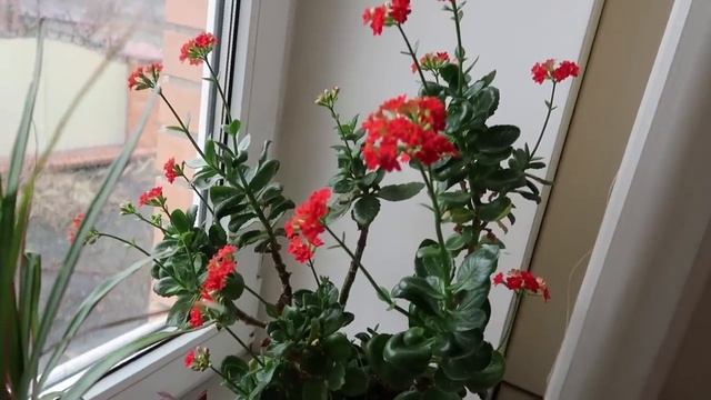 VLOG Подарки под Ёлкой ?. Меню на НГ? смотреть онлайн