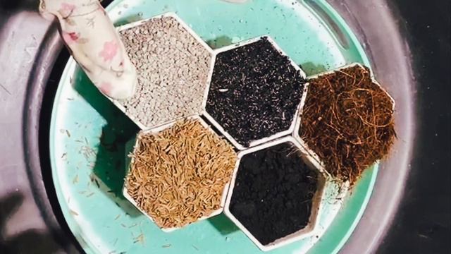DIY AGLAONEMA SOILMIX | PLANTCAREPH | PLANTAHOLICPH смотреть онлайн