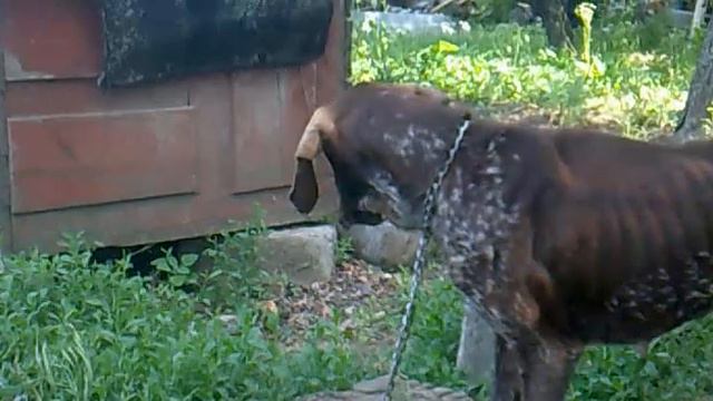 My dog смотреть онлайн