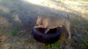 КТО ПОБЕДИТ В БОЮ АЛАБАЙ ПИТБУЛЬ ИЛИ БУЛЬДОГ