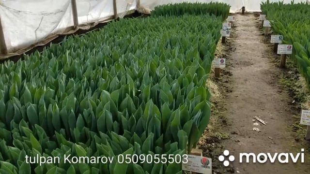 выгонка тюльпанов к 8 марта смотреть онлайн