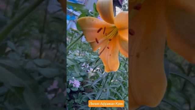 Лилия Африкан Куин смотреть онлайн