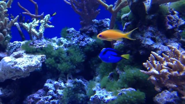 САМЫЕ КРАСИВЫЕ РЫБЫ В МИРЕ Animals & fish смотреть онлайн