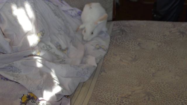 Кролик vs Шиншила смотреть онлайн