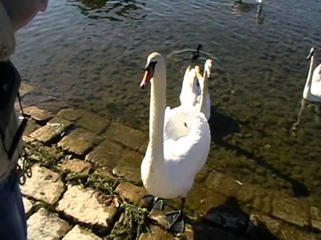 Кормление злых лебедей / Angry Swan