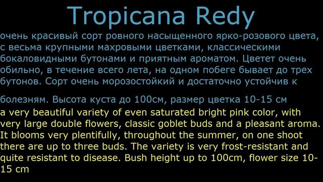 #Розы #чайно-гибридные7 #Цветы для сада и бизнеса от Ольги Шевчук смотреть онлайн