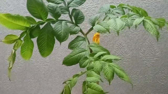 Аморфофаллус. комнатное растение.немного о растении и об уходе за ним. 6.02.23 год смотреть онлайн