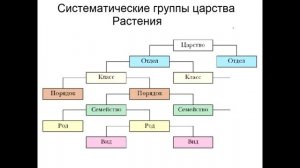 § 19 Систематика растений, её значение для ботаники