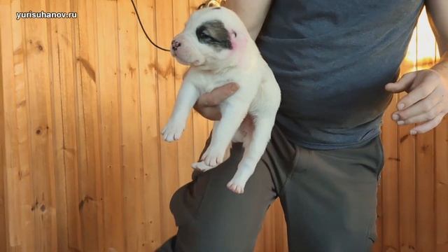 Сколько весят наши щенки алабая в три недели? смотреть онлайн