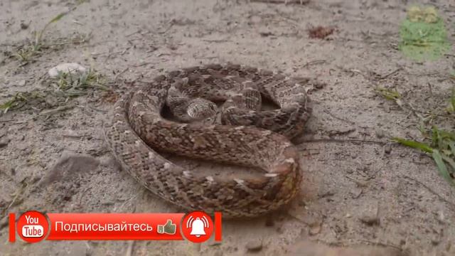 Змея яйцеед интересные факты, животные Африки, африканский яйцеед смотреть онлайн