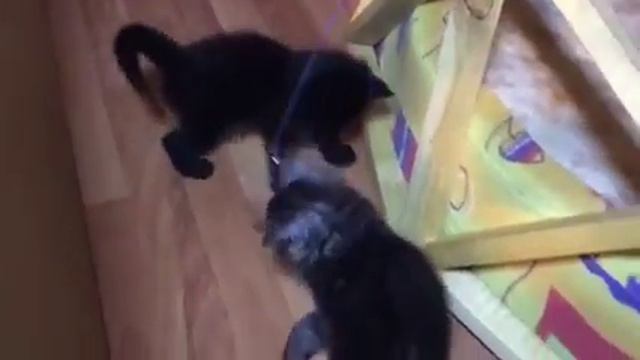 Котята Мейн-кун 1 месяц смотреть онлайн