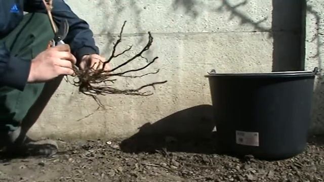 Виноград. Посадка винограда.Саженцы.Технология ч 2я. смотреть онлайн