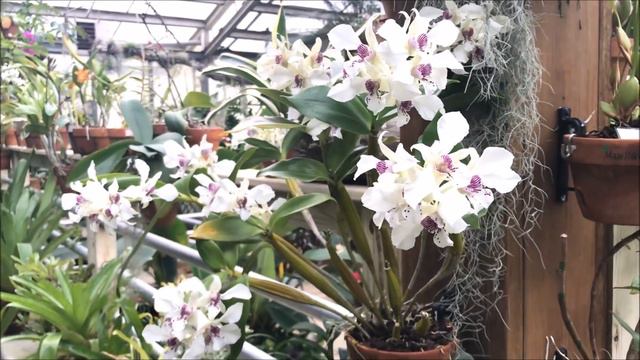 Orchid blooms in Tropical glass display house смотреть онлайн
