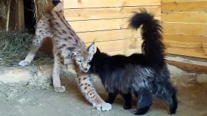 РЫСЬ ЛАСКАЕТСЯ С КОТОМ