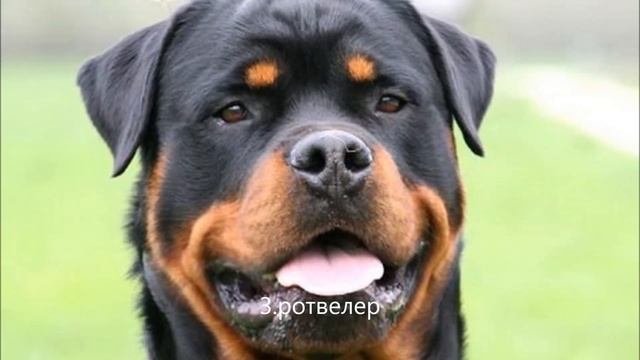 топ 5 пород собак убийц смотреть онлайн