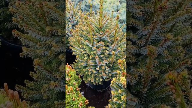 Ель Оморика Нана) условия покупки в комментариях❤️? смотреть онлайн