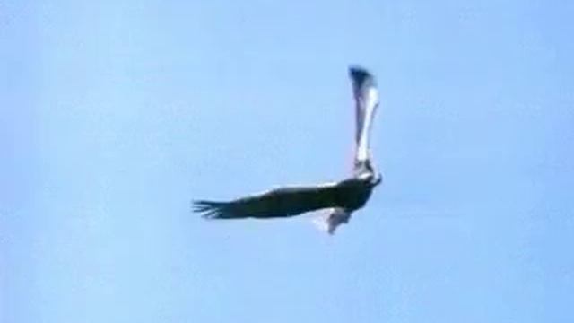 Белоплечий Орлан, Камчатский Орлан смотреть онлайн