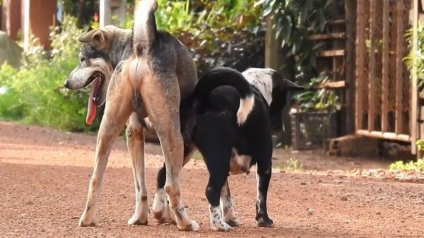 Dogs Mating First Time at Home 2022