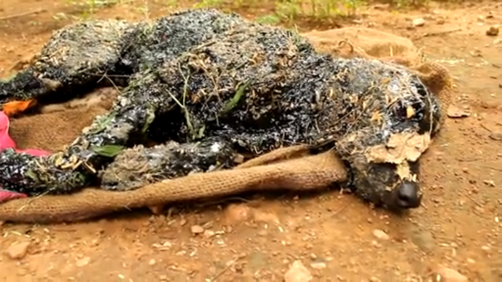 Удивительное спасение пса смотреть онлайн