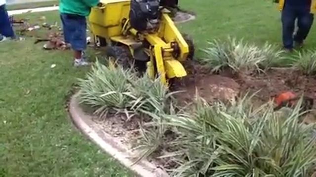 My Tree Removal #4 смотреть онлайн