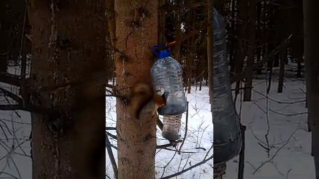 белка в лесу смотреть онлайн