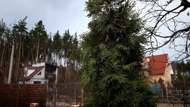 Хвойные весной.Первые работы.Чистка.Обработка.Стрижка кипарисовика.#Сад СветаСветланы #Дача# смотреть онлайн