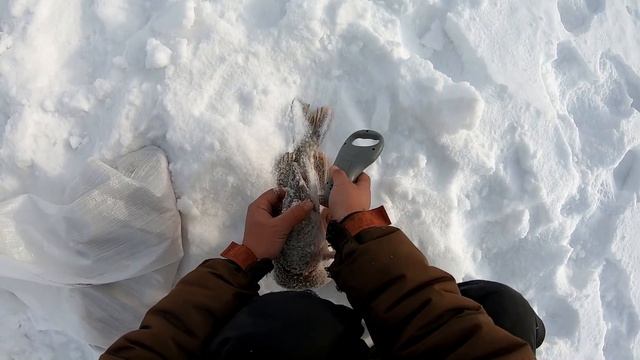 ЖЕСТЬ!!! О ТАКОЙ РЫБАЛКЕ Я И НЕ МЕЧТАЛ. СУДАКИ ЗАЛЕТАЮТ В ХАПУГИ ПО 2 ШТУКИ.НАКОНЕЦ ТО ВЗЯЛ ТРОФЕЙ! смотреть онлайн
