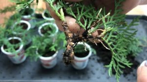 В каком ГРУНТЕ лучше УКОРЕНИТЬ растение? Черенкуем ТУИ правильно!