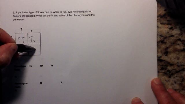 Genotype and Phenotype Ratios and Percents ( Punnett Square Basics) смотреть онлайн