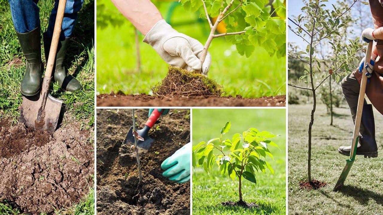 Видеоинструкция по посадке плодовых деревьев смотреть онлайн