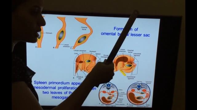 Embryology of GIT - Part II by Dr Vijaya - Development of esophagus, stomach and Duodenum смотреть онлайн